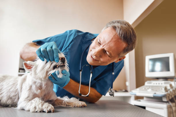 Best Emergency Tooth Extraction in Altamont, NY